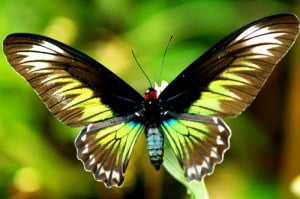 Butterfly Butterfly